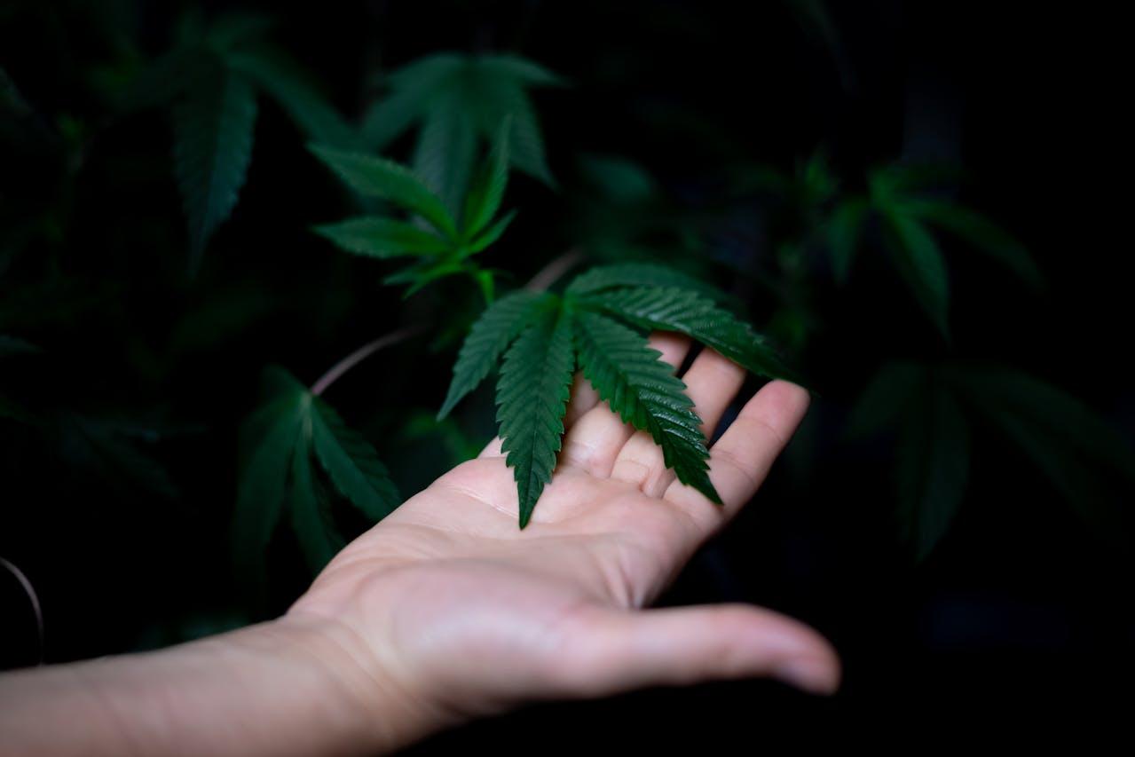 Eine Hand hält ein grünes Cannabis-Blatt. 